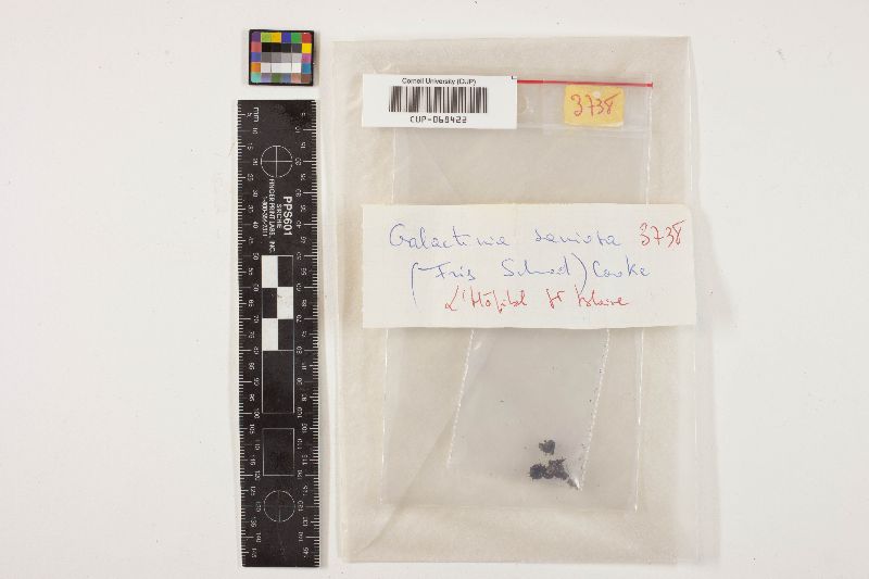 Galactinia saniosa image