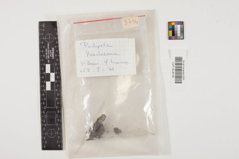 Pachyella violaceonigra image