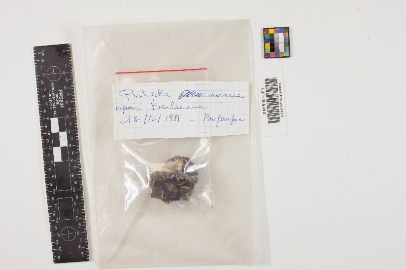 Pachyella violaceonigra image