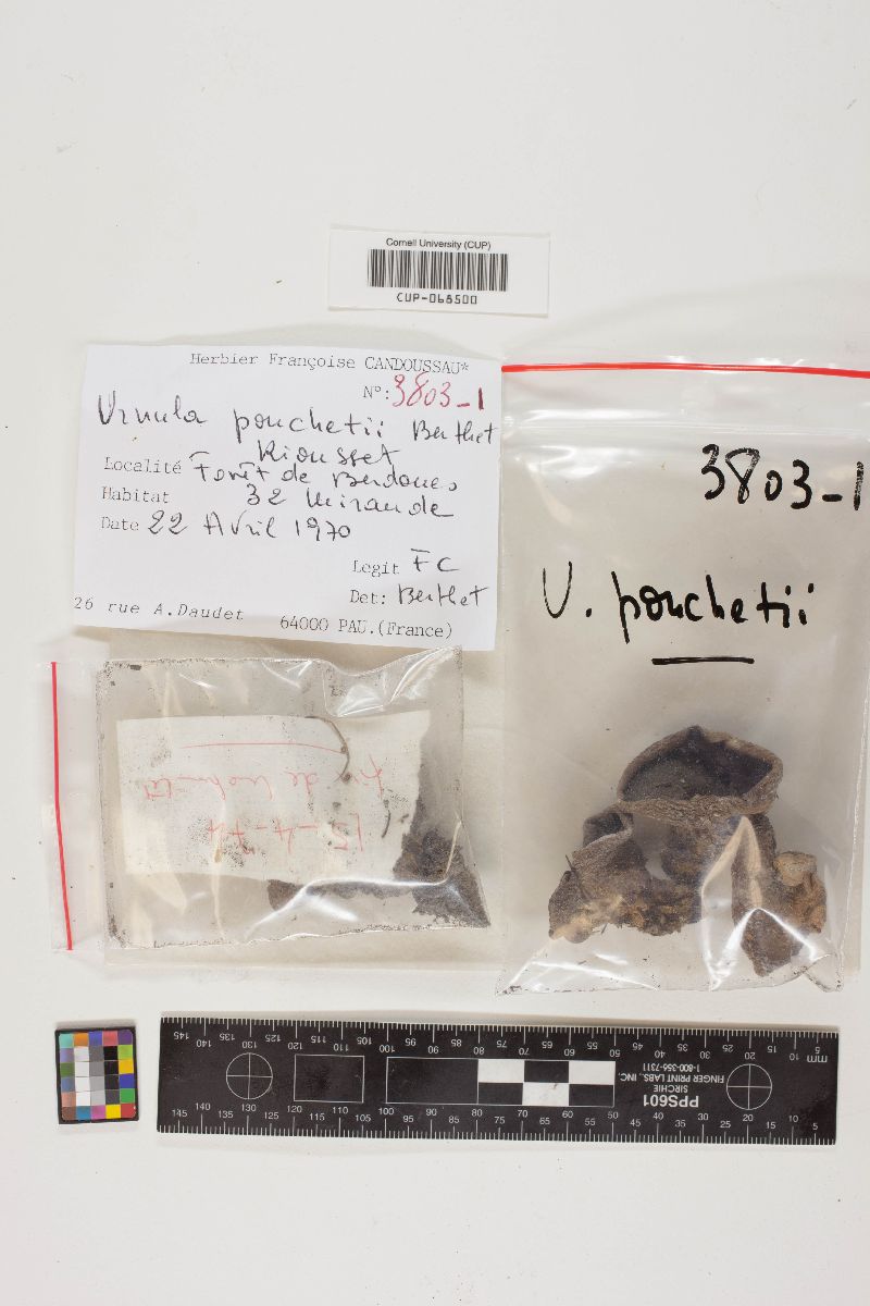 Urnula pouchetii image