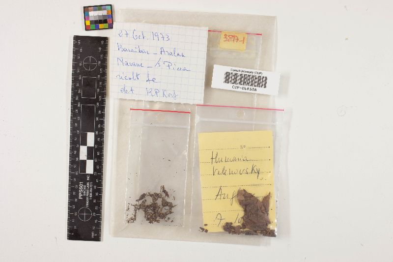 Mycolachnea velenovskyi image