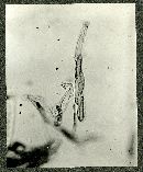 Image of Septonema dendriticum