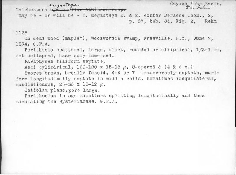 Teichospora megastega image
