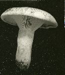 Lactarius deceptivus image