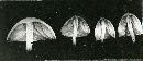 Panaeolus papilionaceus var. retirugus image