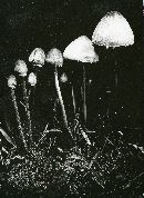 Panaeolus papilionaceus var. retirugus image