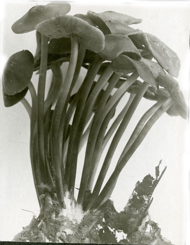 Collybia lachnophylla image
