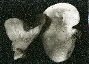 Pleurotus dryinus image