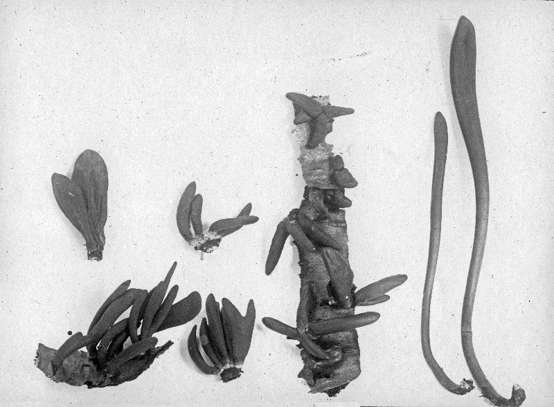 Clavaria ardeniae image
