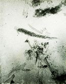 Russula furcata image