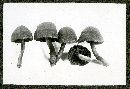 Cortinarius cinnamomeus image