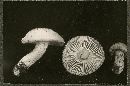 Hygrophorus chrysodon image