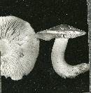 Tricholoma sejunctum image