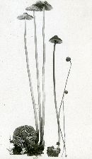 Mycena polygramma image