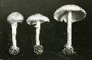 Lepiota asperula image