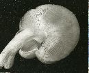 Hypsizygus ulmarius image