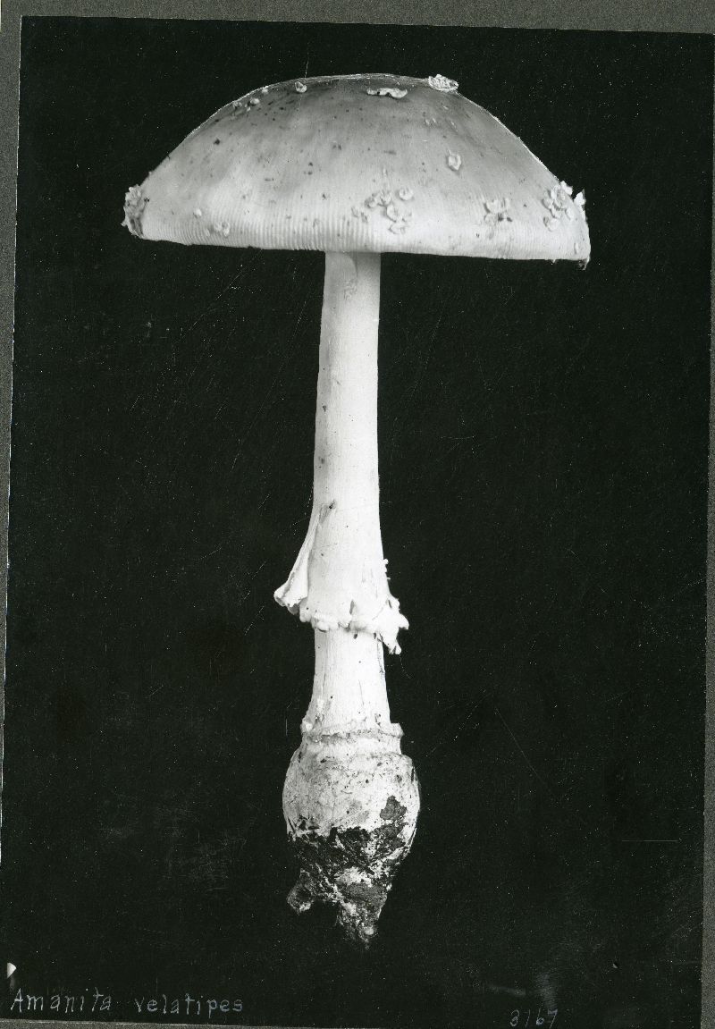 Amanita pantherina var. velatipes image