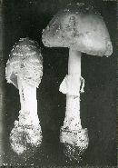 Amanita pantherina var. velatipes image