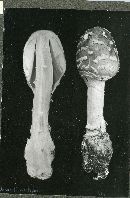 Amanita pantherina var. velatipes image