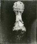 Amanita pantherina var. velatipes image
