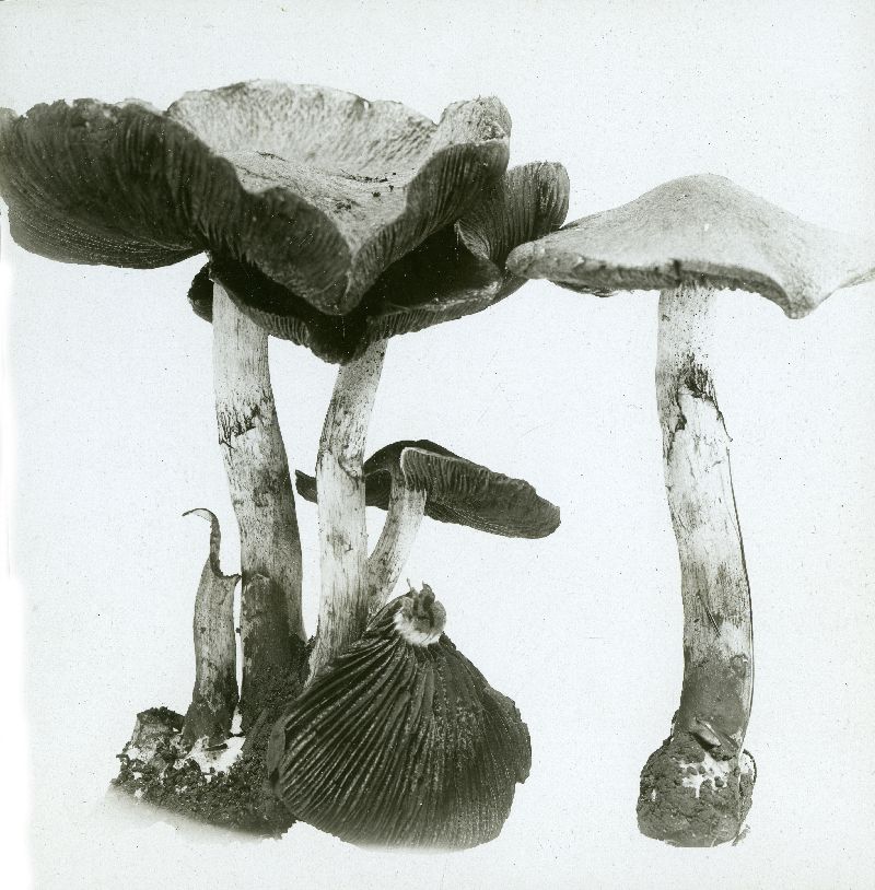 Hypholoma rugocephalum image