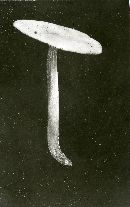 Pluteus tomentosulus image