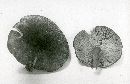 Tricholomopsis rutilans image