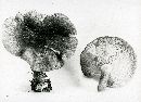 Tricholomopsis rutilans image