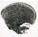 Tapinella atrotomentosa image