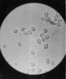 Amanita caesarea image