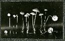 Mycena aurantiomarginata image