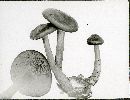 Entoloma jubatum image