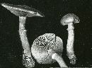 Stropharia johnsoniana image