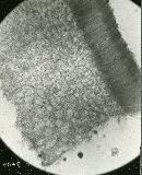 Russula lepida image