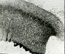 Russula lilacea image