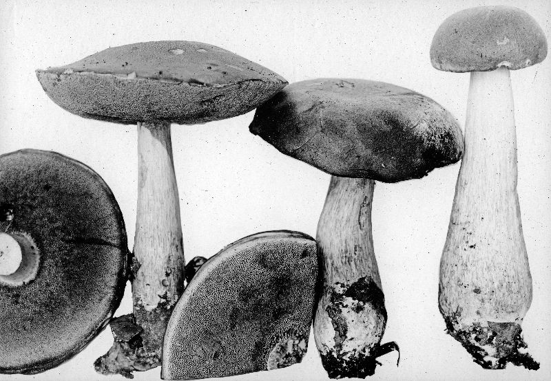 Boletus obsonium image