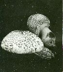 Phellinus igniarius image