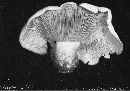 Clitocybe candida image