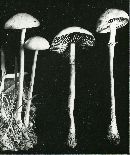 Stropharia semiglobata image