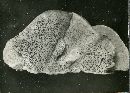 Phellinus gilvus image