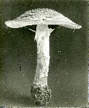 Lepiota asperula image