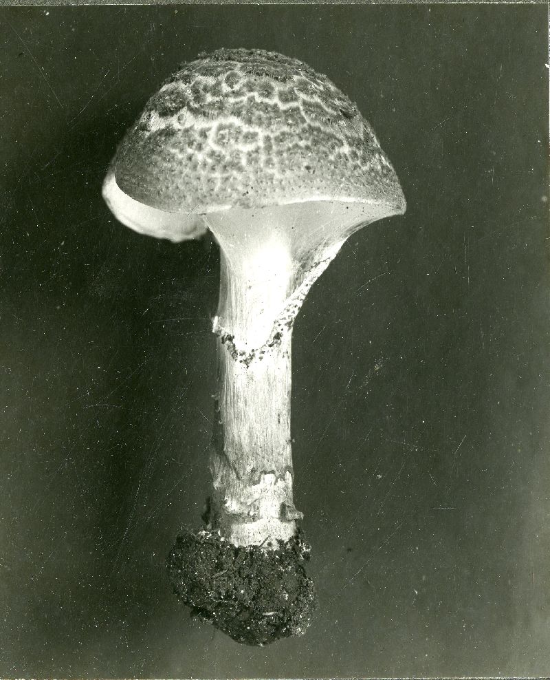 Lepiota asperula image