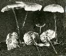 Marasmius velutipes image