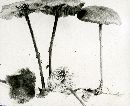 Marasmius velutipes image