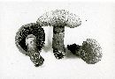 Gymnopilus aeruginosus image