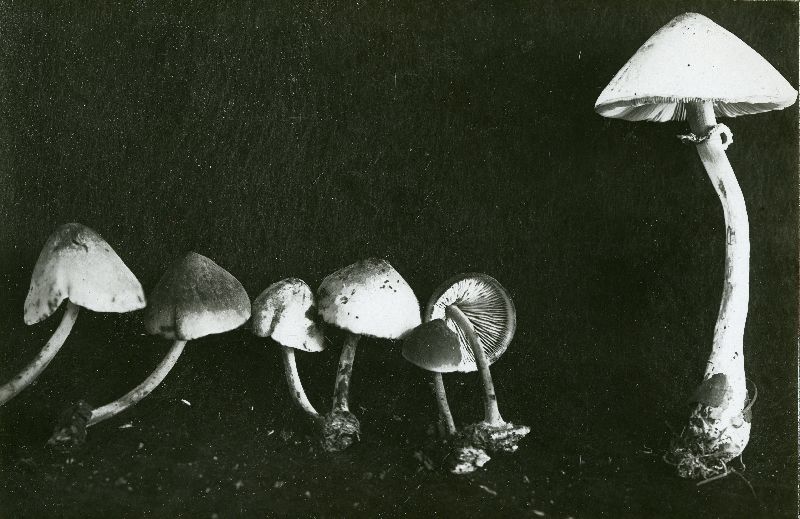 Mycena succosa image