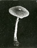 Lepiota rubrotincta image