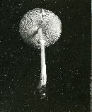 Lepiota rubrotincta image