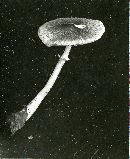 Lepiota rubrotincta image