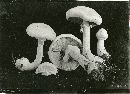 Agaricus cretacellus image